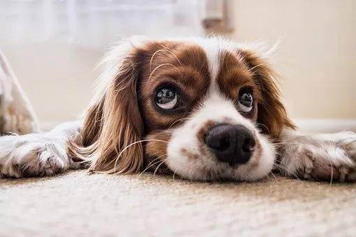 最新犬種及高科技產品介紹概覽